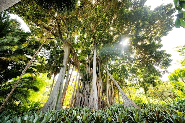 Drzewo Ficus. gZasadź w parku w Puerto de la Cruz.