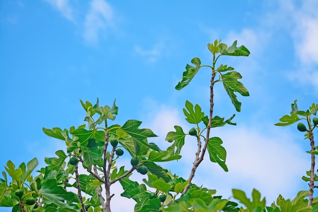 Drzewo figowe pod błękitnym niebem