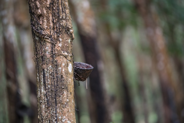 Drzewo gumowe w rzędzie na plantacji drzewa gumowego naturalny lateks to zbiór rolniczy