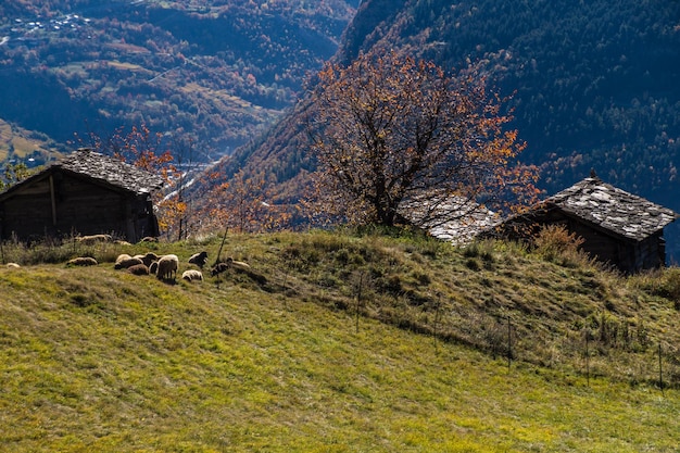 Drzewo i owce w krajobrazie