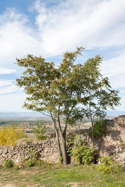 Drzewo i widok z zamku Castelo Rodrigo Portugalia