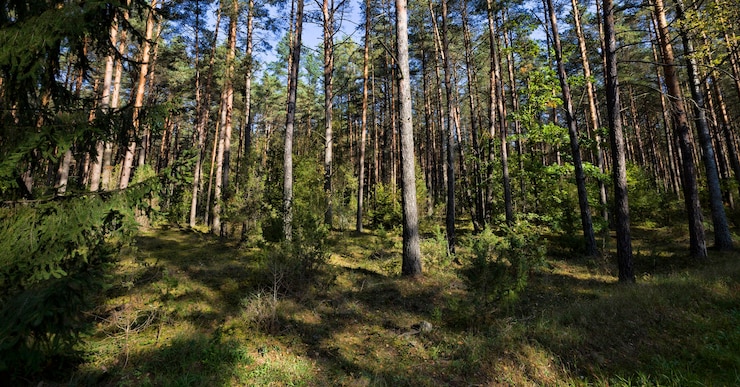 Zdjęcie drzewo iglaste i liściaste