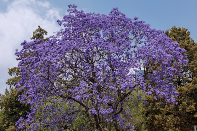 Drzewo Jacaranda w Mexico City z błękitnym niebem i zielonymi roślinami u podstawy