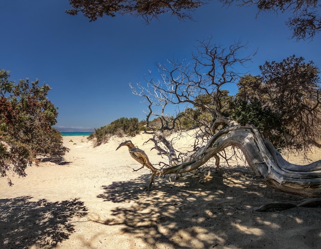 Drzewo jałowca wielkoowocowego (Juniperus macrocarpa) na piaszczystej plaży z drzewami i morzem w oddali. Wyspa Chrysi, Ierapetra, Grecja