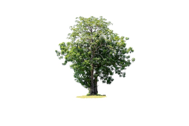 Drzewo jest najważniejszą rzeczą na świecie Produkcja tlenu Kontrola temperatury Równowaga z naturą Na białym tle