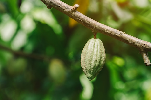 Drzewo Kakaowe (theobroma Cacao). Organiczne Strąki Owoców Kakaowych W Przyrodzie.