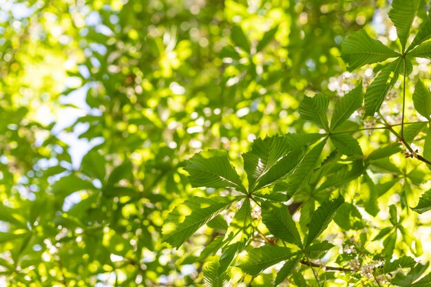 Drzewo kasztanowca Aesculus hippocastanum Conker drzewo z kwitnącymi kwiatami Białe świece kwitnącego kasztanowca na niewyraźnym tle Koncepcja wiosny dla naturalnego projektu