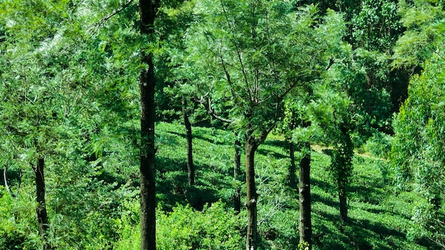 Drzewo kauczukowe i plantacja herbaty