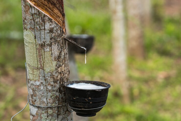 Drzewo kauczukowe z naturalną gumową kroplą na plantacji