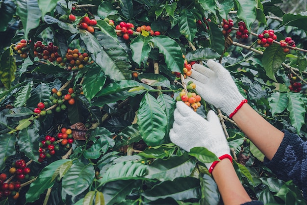 Drzewo Kawowe Z Ziaren Kawy Na Plantacji Kawy, Jak Zbierać Ziarna Kawy. Pracownik Harvest Arabica Ziarna Kawy.