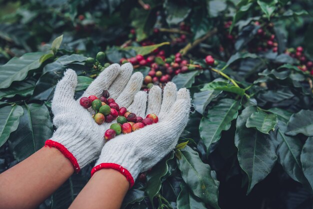 Drzewo Kawowe Z Ziaren Kawy Na Plantacji Kawy, Jak Zbierać Ziarna Kawy. Pracownik Harvest Arabica Ziarna Kawy.