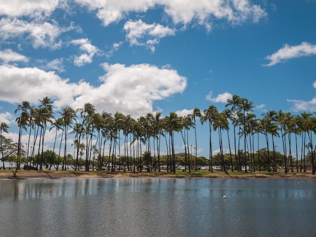 Drzewo Kokosowe W Parku Plażowym Ala Moana Na Hawajach