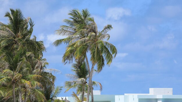 drzewo kokosowe z kokosami na tropikalnej wyspie