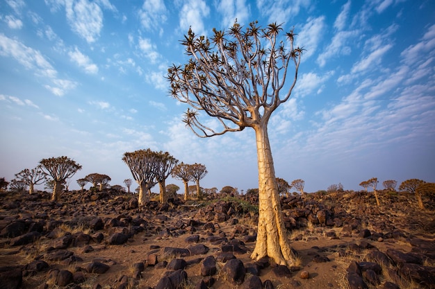 Drzewo kołczan lub dychotoma aloesu Keetmanshoop Namibia