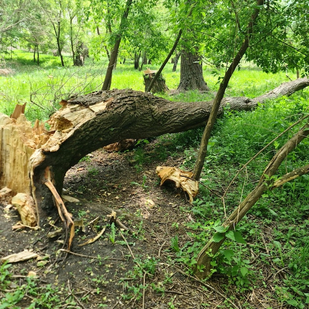 Drzewo, które zostało ścięte i ma na sobie słowo grzmot.