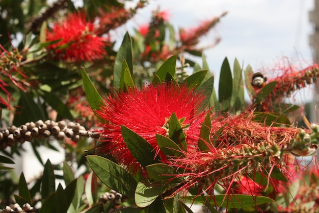 Zdjęcie drzewo kwiatów pohutukawa