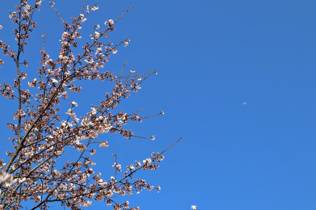 Zdjęcie drzewo kwitnącej wiśni na błękitnym niebie