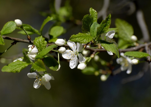 Drzewo kwitnącej wiśni Region moskiewski Rosja