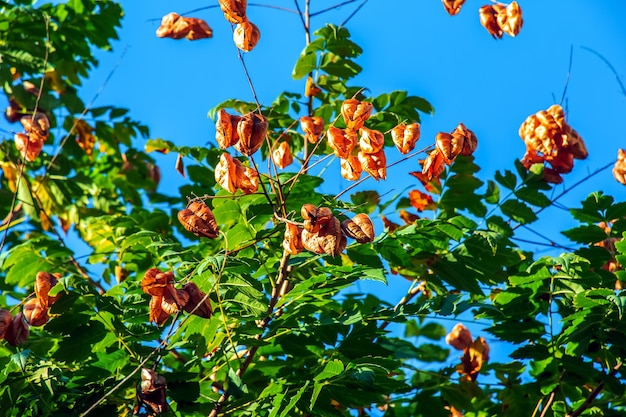 Drzewo latarni lub drzewo złotego deszczu nazwa botaniczna Koelreuteria paniculata Powszechne liściaste drzewo uliczne