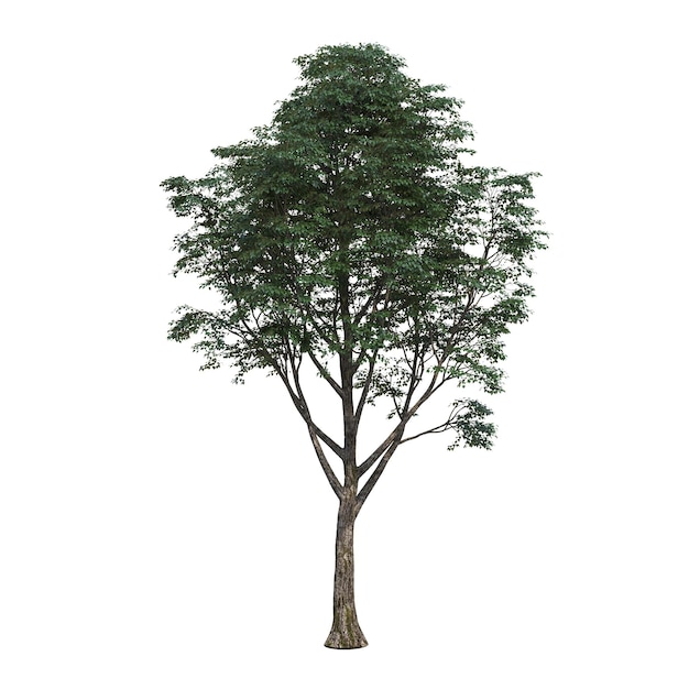 drzewo liściaste, izolowana na białym tle, ilustracja 3D, renderowanie cg