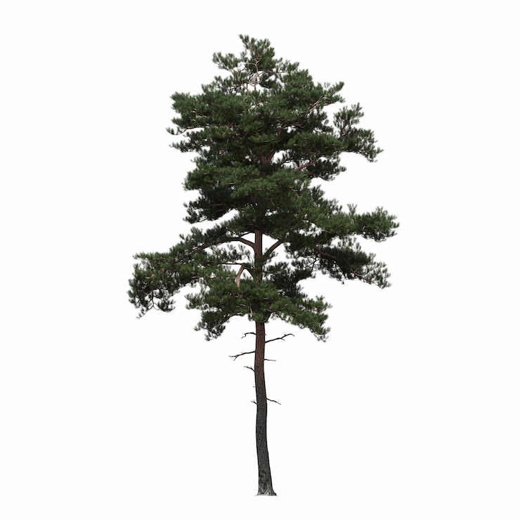 Zdjęcie drzewo liściaste, izolowana na białym tle, ilustracja 3d, renderowanie cg