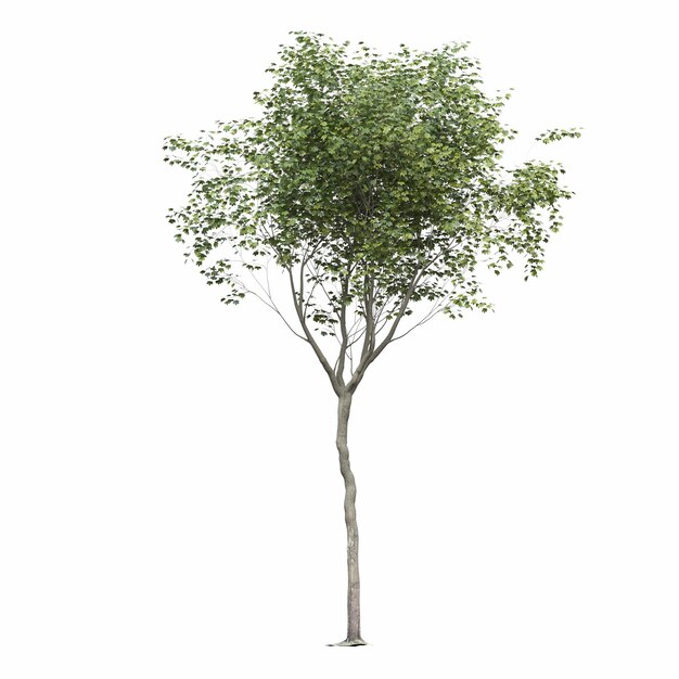 Zdjęcie drzewo liściaste, izolowana na białym tle, ilustracja 3d, renderowanie cg
