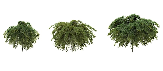 Drzewo liściaste na białym tle Izolowany element ogrodu 3D ilustracja cg render