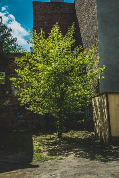 Drzewo liściaste na dziedzińcu miasta