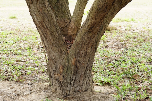 Zdjęcie drzewo ma wiele silnych gałęzi