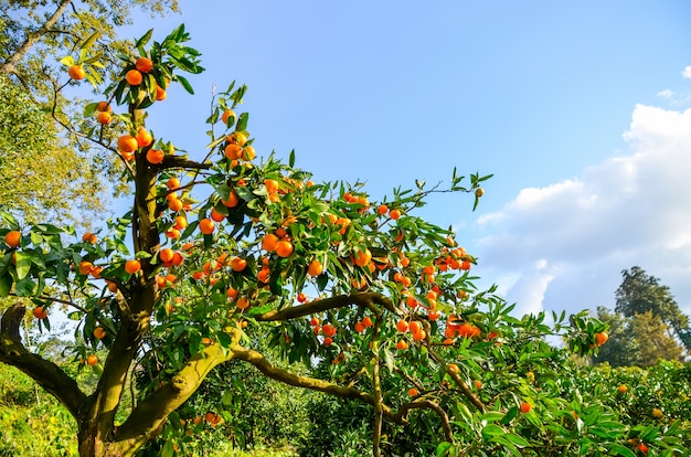 Drzewo mandarynki w ogrodzie botanicznym. Batumi, Georgia.