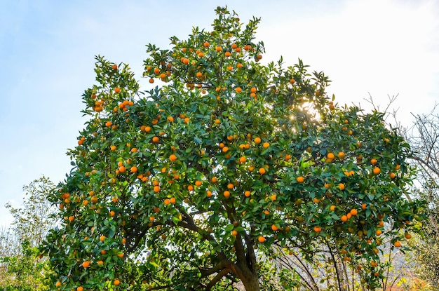 Drzewo mandarynki w ogrodzie botanicznym Batumi Gruzja