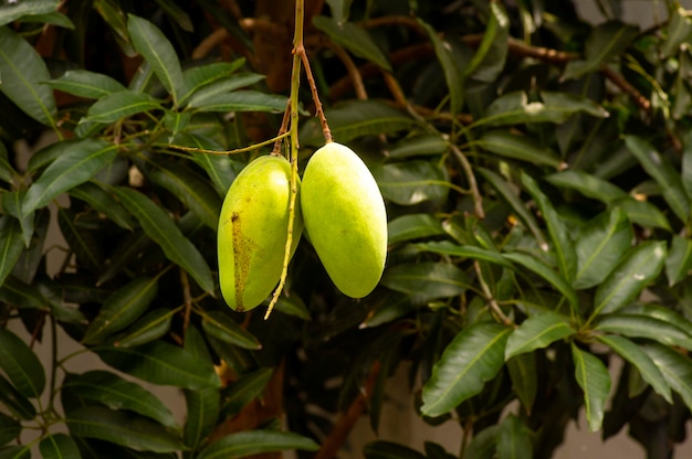 Drzewo mango Mangifera indica z zielonymi owocami