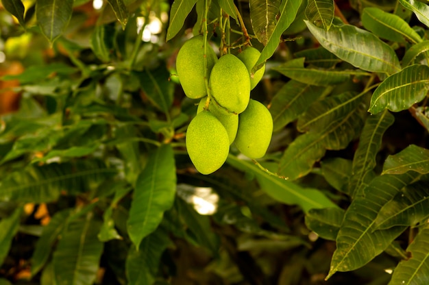 Drzewo Mango Mangifera Indica Z Zielonymi Owocami