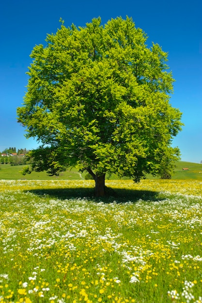 Drzewo na polu na czystym niebie