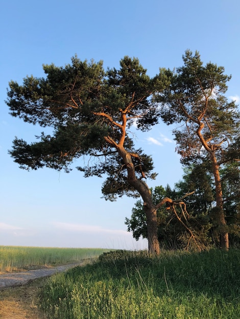 Zdjęcie drzewo na polu na czystym niebie