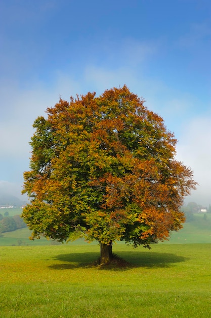 Zdjęcie drzewo na polu na tle nieba jesienią