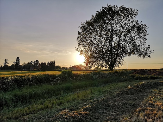 Zdjęcie drzewo na polu na tle nieba podczas zachodu słońca