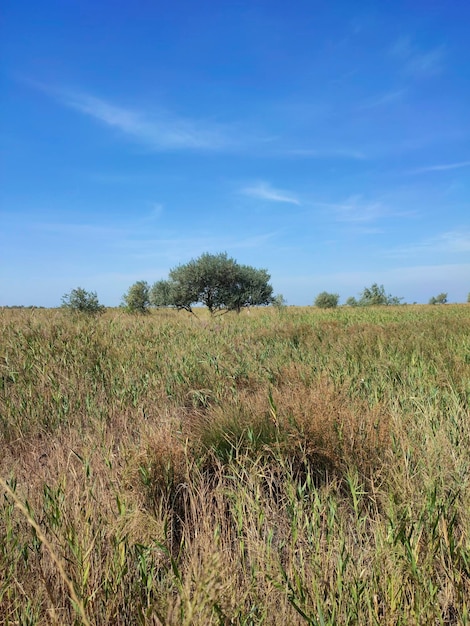 Drzewo na polu pod czystym, błękitnym niebem