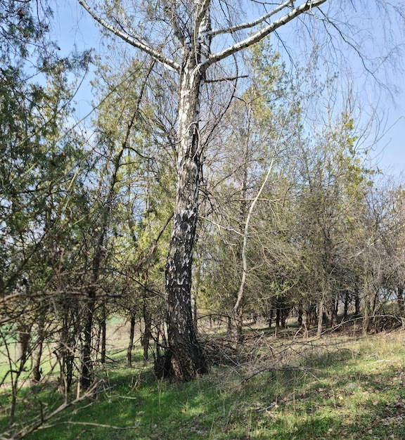 Drzewo na polu ze słowem las