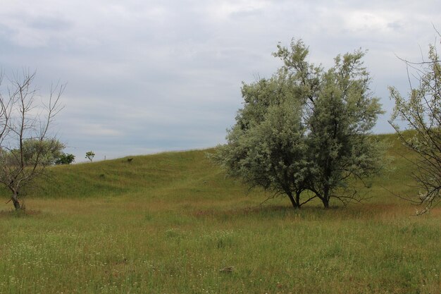 Drzewo na polu