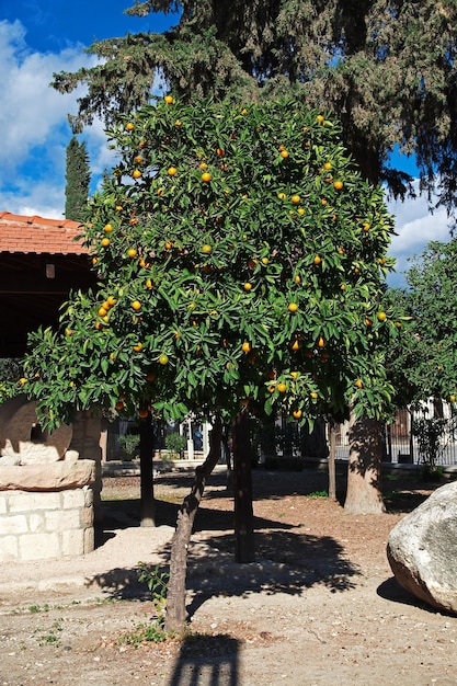 Drzewo na promenadzie w Limassol na Cyprze