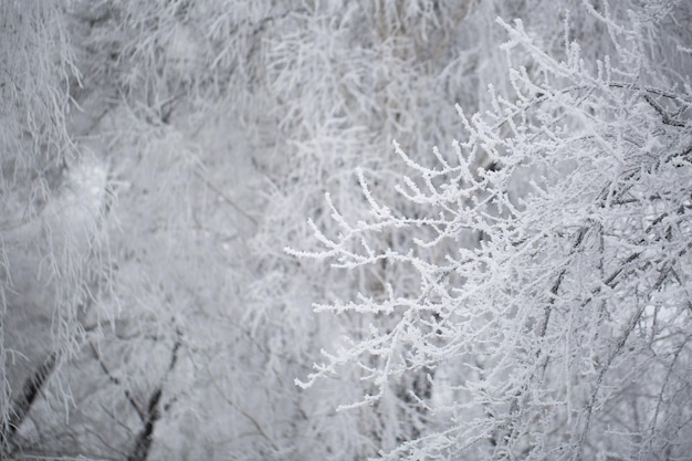 Drzewo na śniegu