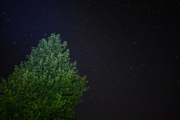 Drzewo na tle jasnych nocnych gwiazd z dala od miast na wolności. Przygodowy styl życia. Koncepcja wędrówki.