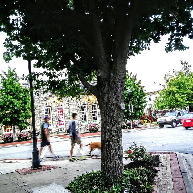 Zdjęcie drzewo na ulicy w stanach zjednoczonych