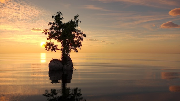 drzewo na wyspie pośrodku jeziora pi?kny krajobraz Renderowanie cg ilustracji 3D