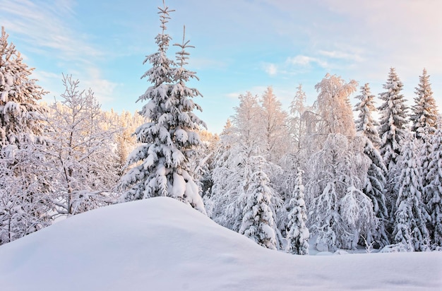 Drzewo Na Wzgórzu Nad Pokrytym śniegiem Lasem W Wiosce Ruka W Finlandii W Kręgu Bieguna Polarnego Zimą