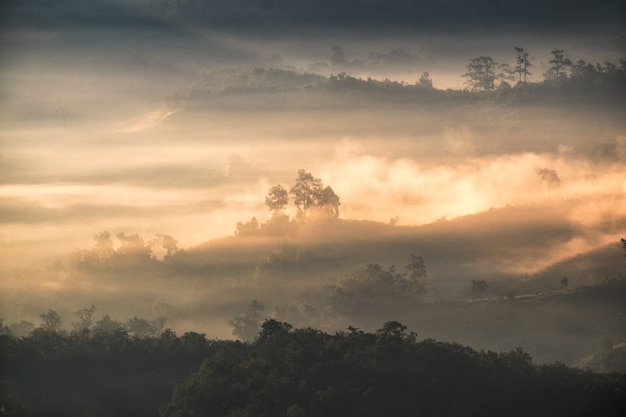 Drzewo na wzgórzu we mgle o świcie, baan jabo, mae hong son, tajlandia