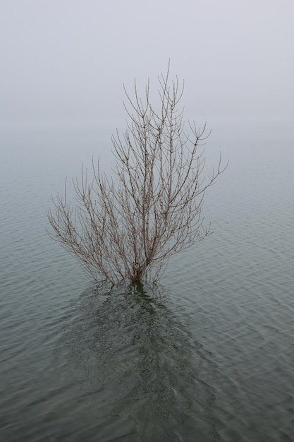 Drzewo nad jeziorem zimą
