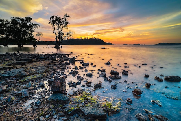 drzewo namorzynowe na plaży piękno zachód słońca na plaży