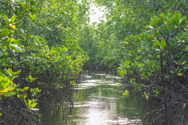 Drzewo namorzynowe nad morzem na wyspie Zanzibar Tanzania Afryka